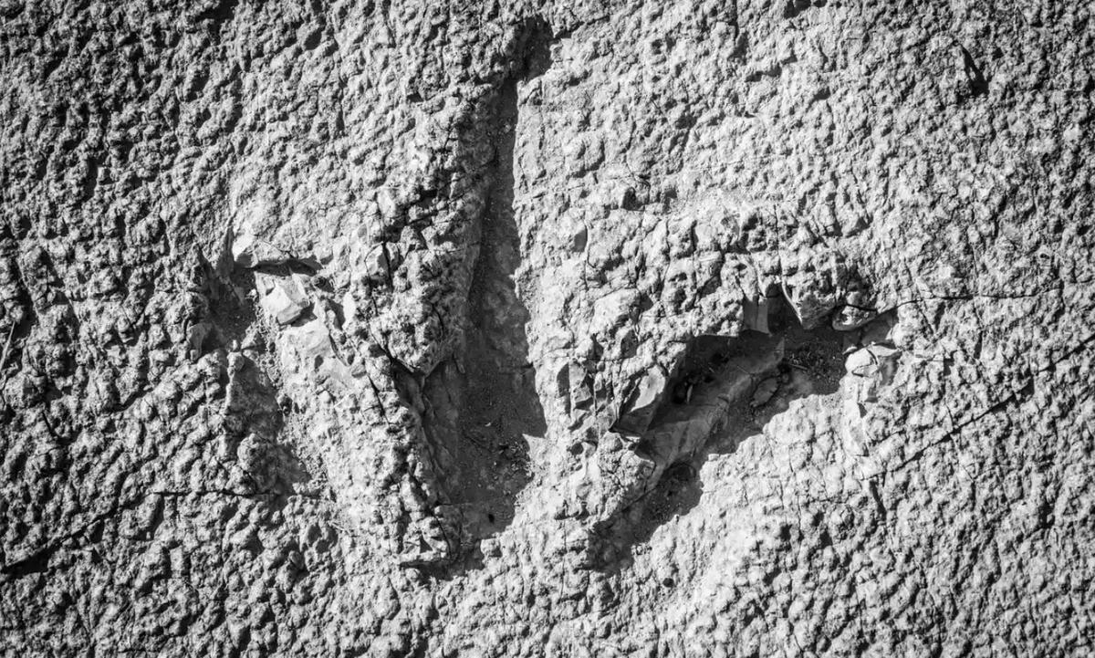 Một dấu chân khủng long theropod tại Moab, Utah. Ảnh: The Guardian.