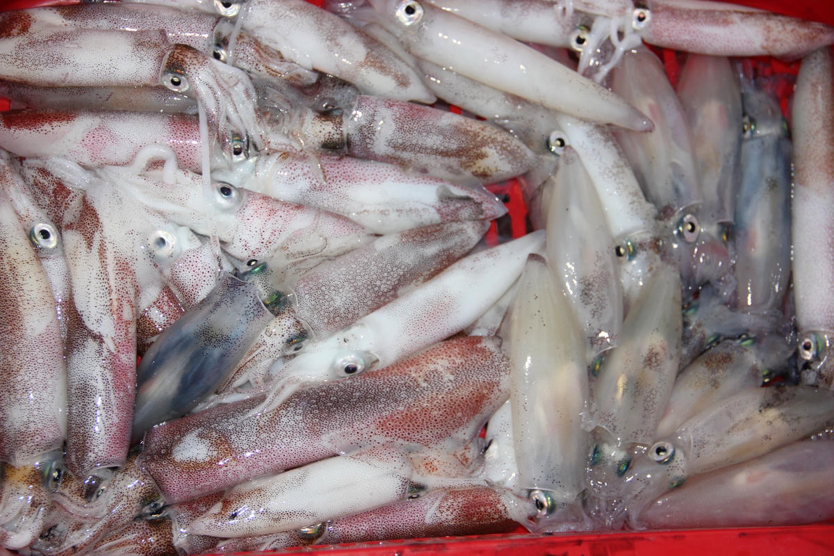 Mực là đặc sản được ưa thích nhất ở chợ Cồn Gò.