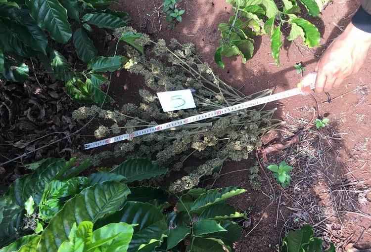 Sốcần sa đã thu hoạch, phơi khô.