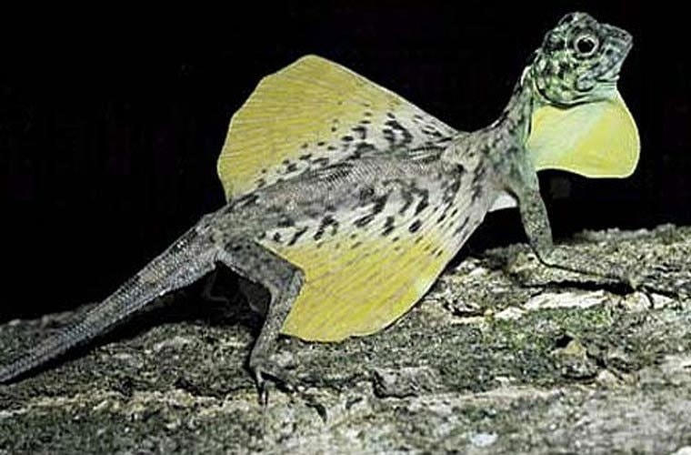 Bạn sẽ thực sự sốc khi lần đầu tiên thấy loài này phi thân từ trên cành cây xuống và mở rộng “đôi cánh” của chúng.