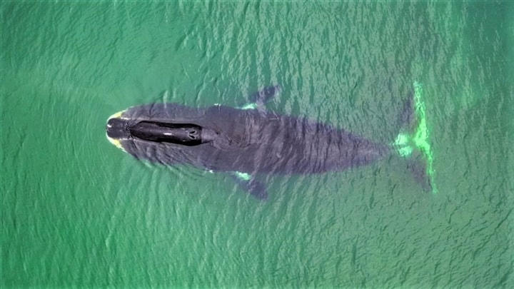 Cá voi đầu cong.