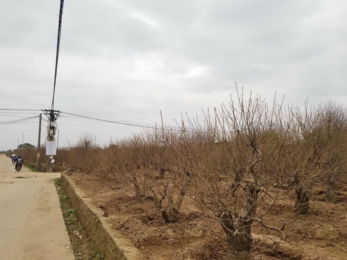 Những vườn đào đã được tuốt sạch lá