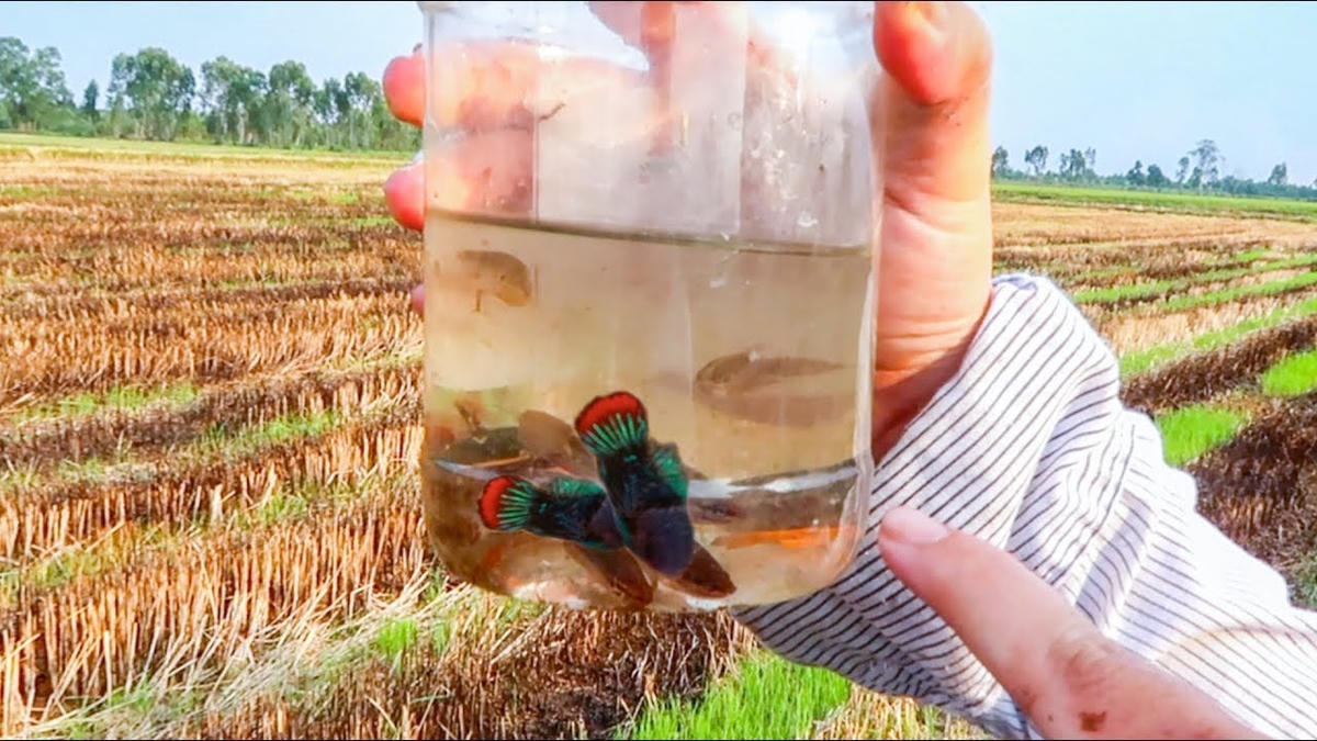 Thú chơi cá lia thia.