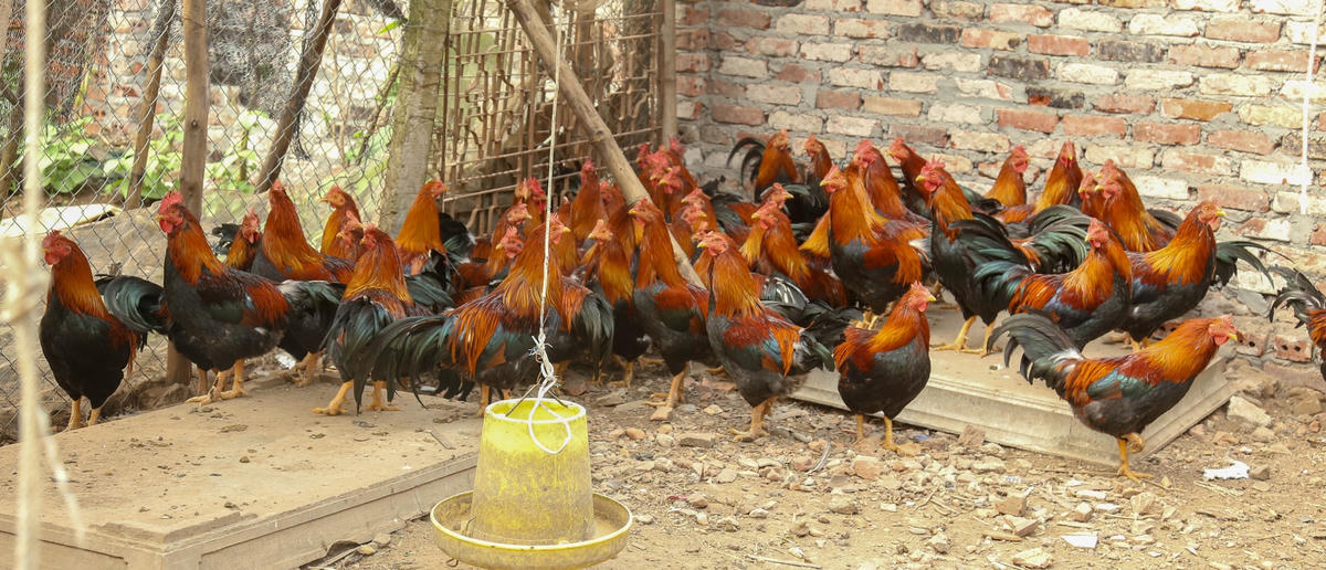 Trại nuôi gà Mía của gia đình ông Thức.