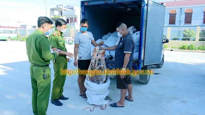 Ngày 1/6, Công an TP Tam Điệp cũng bắt quả tang 1 xe tải đang vận chuyển 600kg thịt lợn thối đi tiêu thụ.