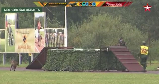 Chó nghiệp vụ Việt Nam bỏ chướng ngại vật nhảy vào nước lạnh ở Army Games.