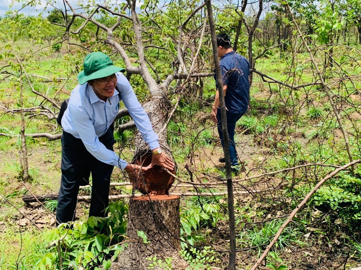 Tại hiện trường hàng ngàn cây rừng có đường kính từ 5cm đến trên 20cm bị cưa đổ ngổn ngang.