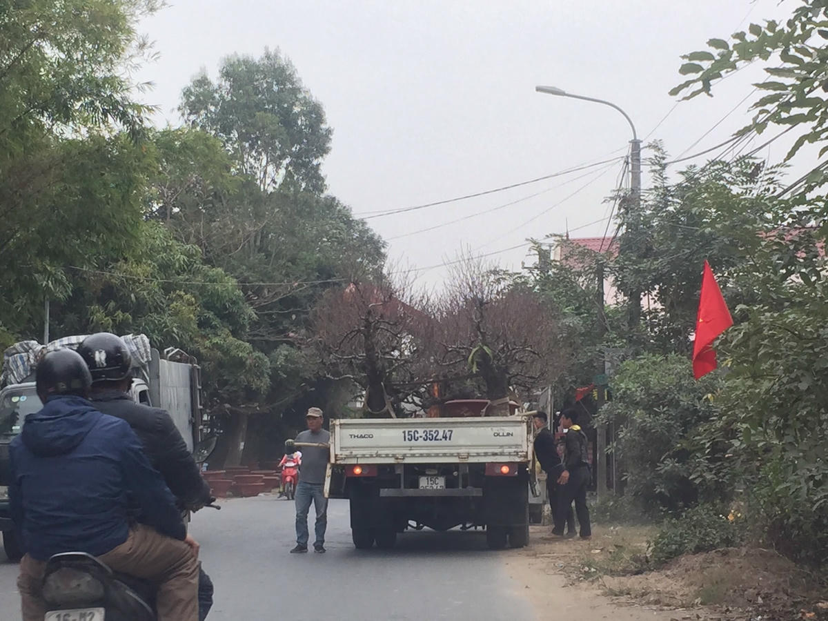 Người dân trồng đào gặp kho khăn khi vận chuyển sang các tỉnh Hải Dương, Quảng Ninh