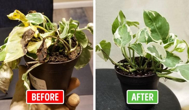 [ẢNH] 15 cách để cứu một cây 'chết' khô héo