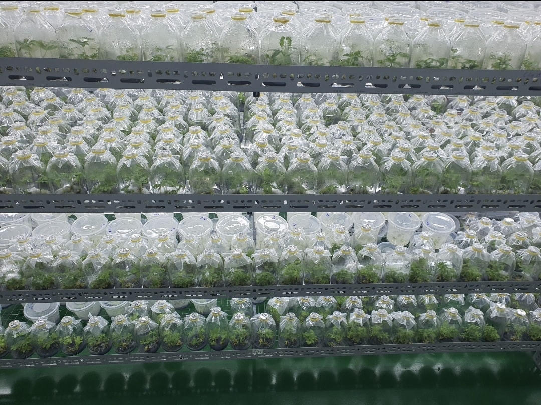 Sâm Ngọc Linh nuôi cấy mô tại Sâm Sâm Group.