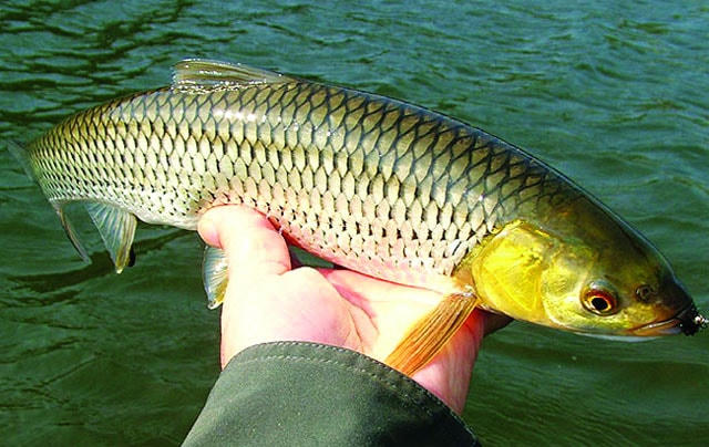 Cá chày mắt đỏ được nhiều hộ dân nuôi ở suối, hiệu quả kinh tế cao.