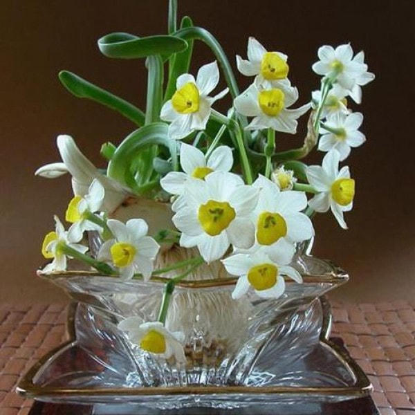 Thủy tiên được coi là loài hoa mang đến tài lộc và may mắn.