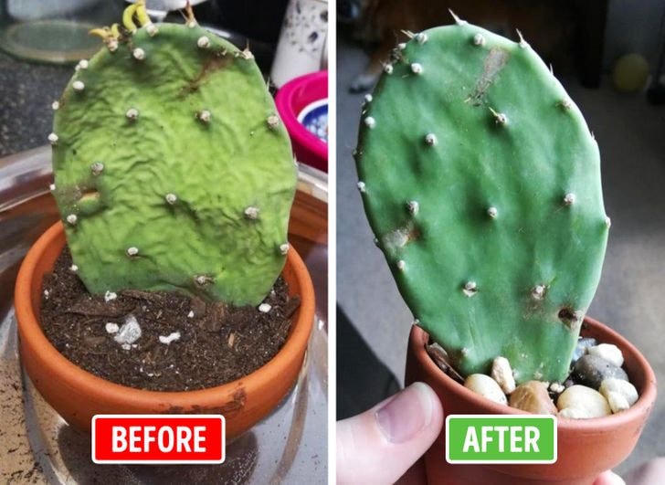 [ẢNH] 15 cách để cứu một cây 'chết' khô héo