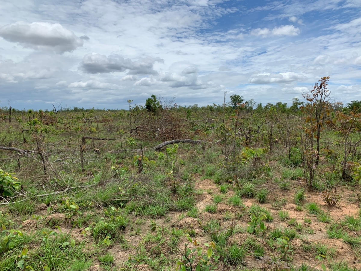 Một góc rừng bị phá trắng.