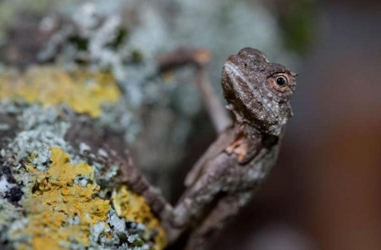 Hành động của loài thằn lằn này khó có thể gọi là bay, đúng hơn phải gọi là lượn. Đôi cánh của chúng không tạo ra bất cứ một sức mạnh nào, mà chỉ giúp chúng điều chỉnh hướng “lượn” khi kết hợp cùng chiếc đuôi dài phía sau.