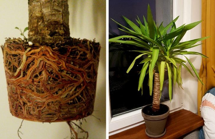 [ẢNH] 15 cách để cứu một cây 'chết' khô héo