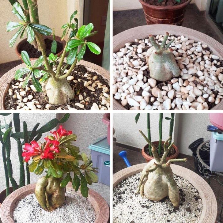 [ẢNH] 15 cách để cứu một cây 'chết' khô héo