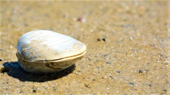 Ngao Quahog đại dương.