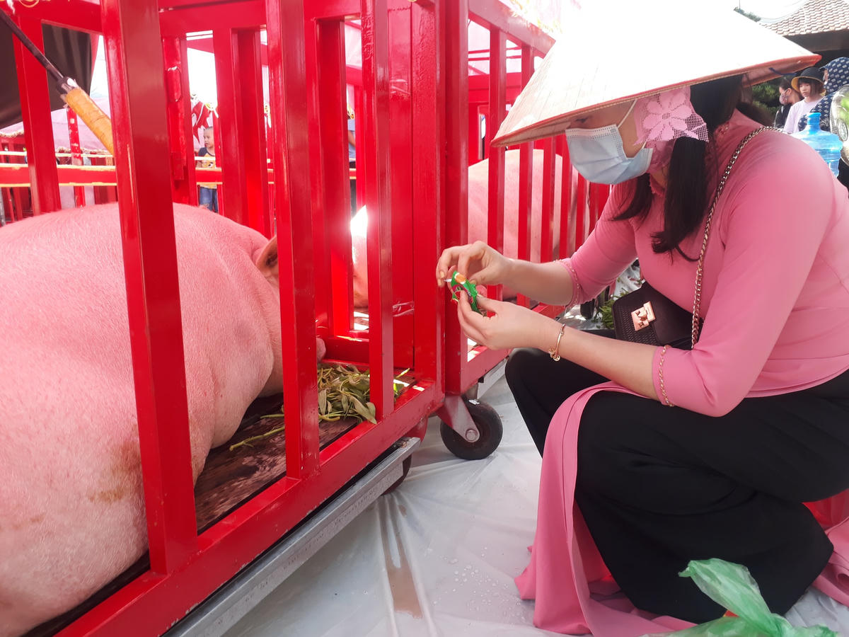 Chăm sóc ông Voi khi rước ông ra Đình Trà Cổ.