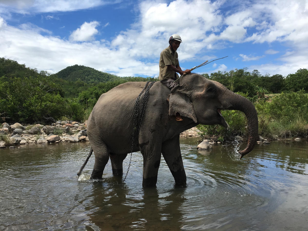 Chú voi Yă Tao lúc còn sống bên dòng suối Ia Tul