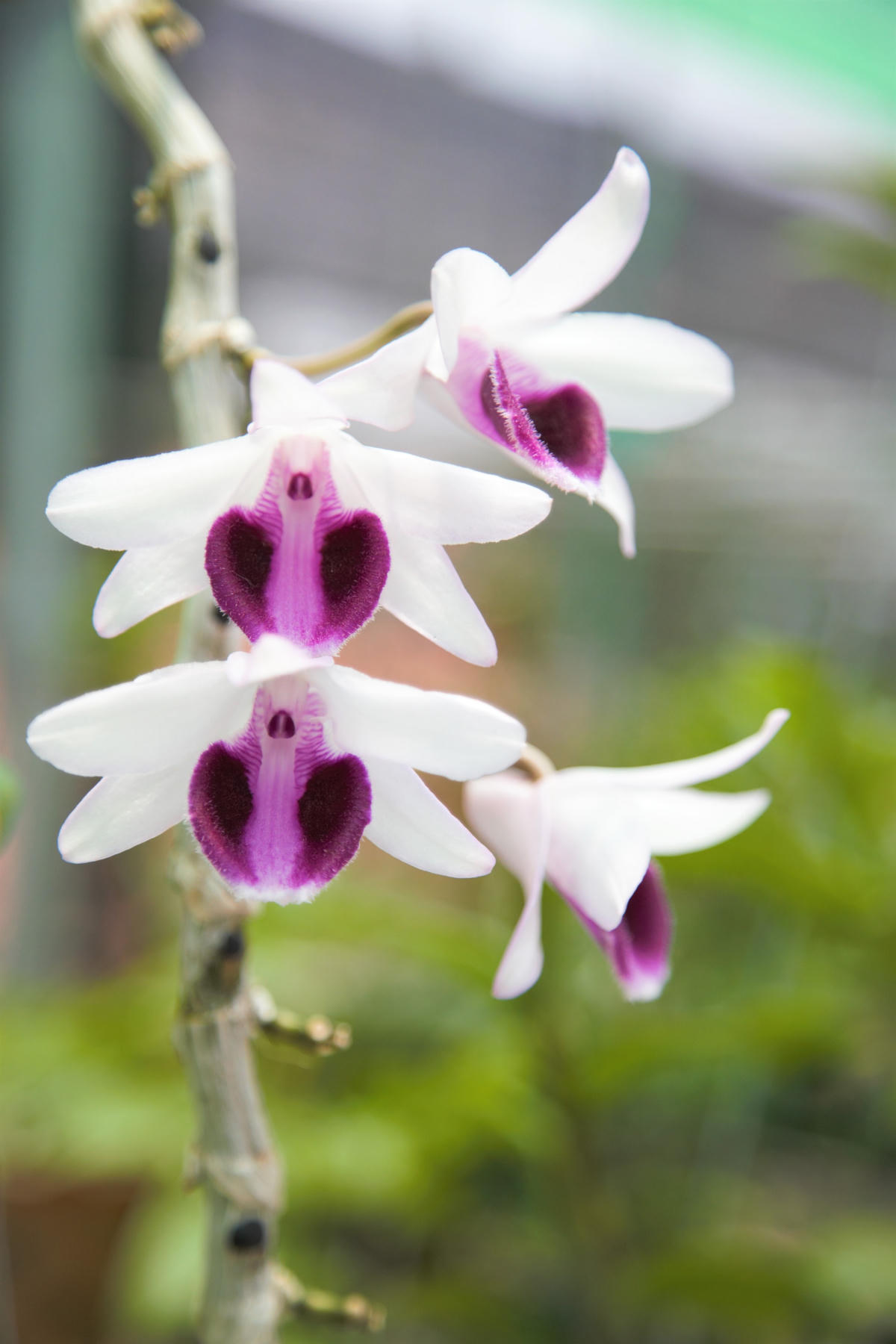 [Video] Khám phá vườn hoa Lan trị giá hàng chục tỷ đồng của cựu quân nhân