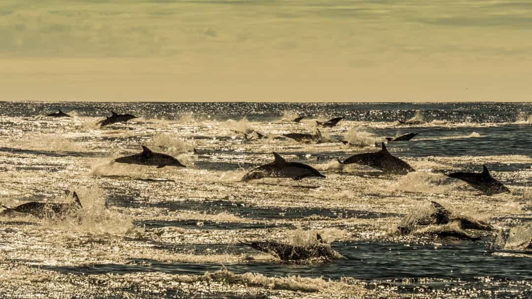 Cá heo sống theo bầy đàn. Đây là cách chúng tự tổ chức theo đàn để săn mồi, thoát khỏi những kẻ săn mồi, và thậm chí chăm sóc những con cá heo bị bệnh hoặc bị thương.