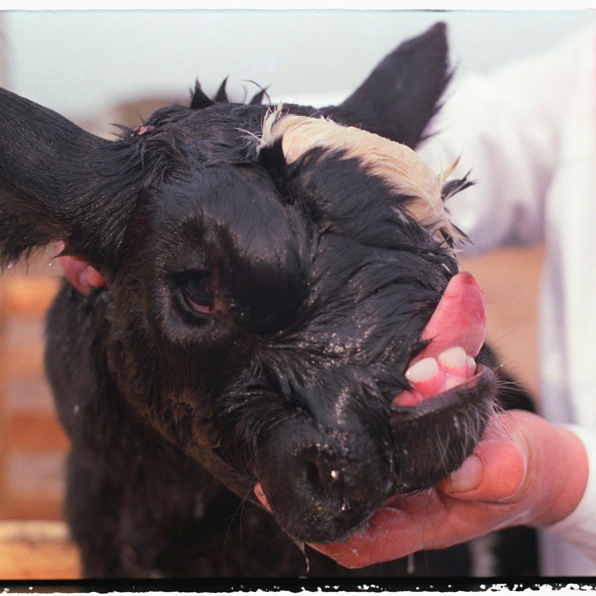 Nhiều loài động vật bị dị dạng bẩm sinh ở xung quanh khu vực Chernobyl. Ảnh: Thoughtco.