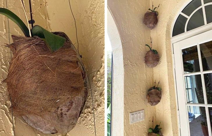 [ẢNH] 15 cách để cứu một cây 'chết' khô héo