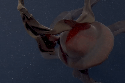 Sứa ma khổng lồ được phát hiện lần đầu vào năm 1899 nhưng phải 60 năm sau nó mới chính thức được công nhận là sinh vật mới (Ảnh cắt từ clip).