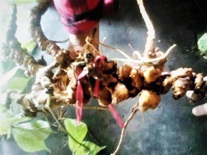 Một củ sâm khủng người dân phát hiện ở rừng tự nhiên.