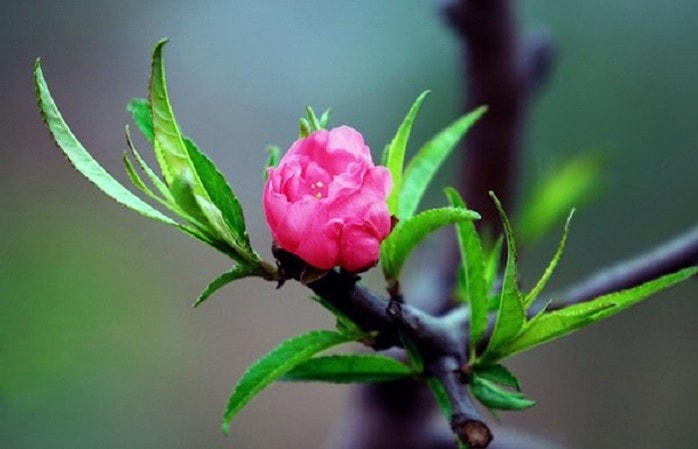 Lộc xuân mơn mởn. Ảnh minh họa. Nguồn: Internet.