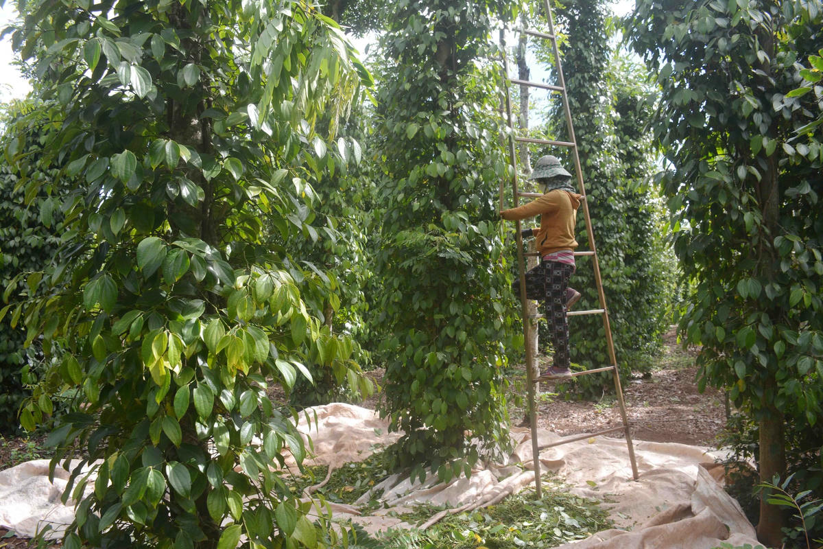 Giá tiêu tăng nhưng năng suất thấp, chi phí nhân công và phân bón tăng cao nên nhiều hộ trồng tiêu lấy công làm lãi.