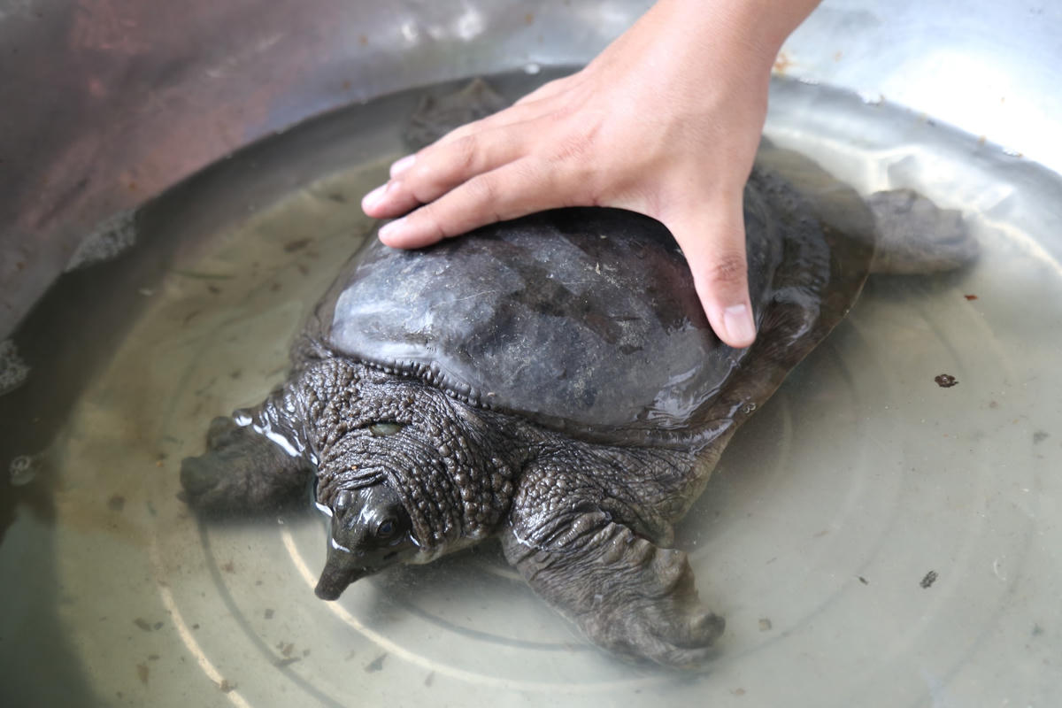 Ba ba thương phẩm nặng từ 3 - 5kg/con.