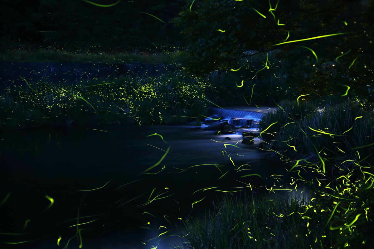 Những con đom đóm thắp sáng bụng của chúng để thu hút bạn tình. (Ảnh: Kei Nomiyama/The Guardian).