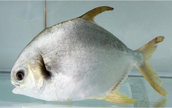 Nuôi cá chim trắng nước ngọt