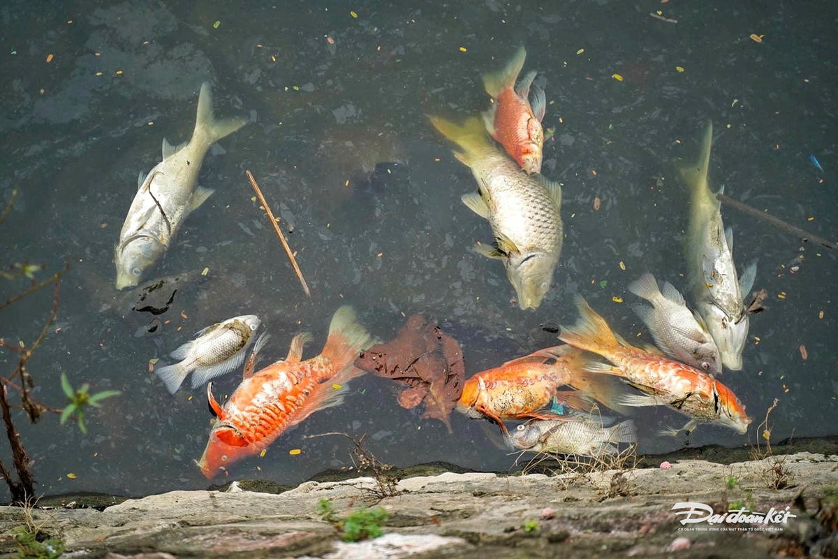 cá chết2
