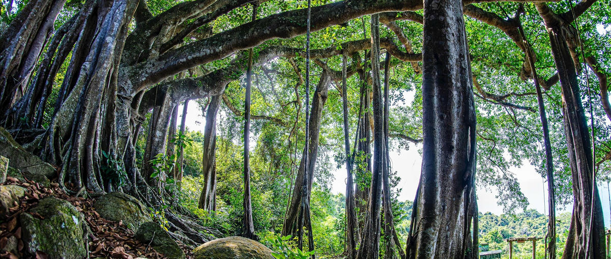 2-1 Huỳnh Văn Truyền_Một Góc Cây Đa Di Sản