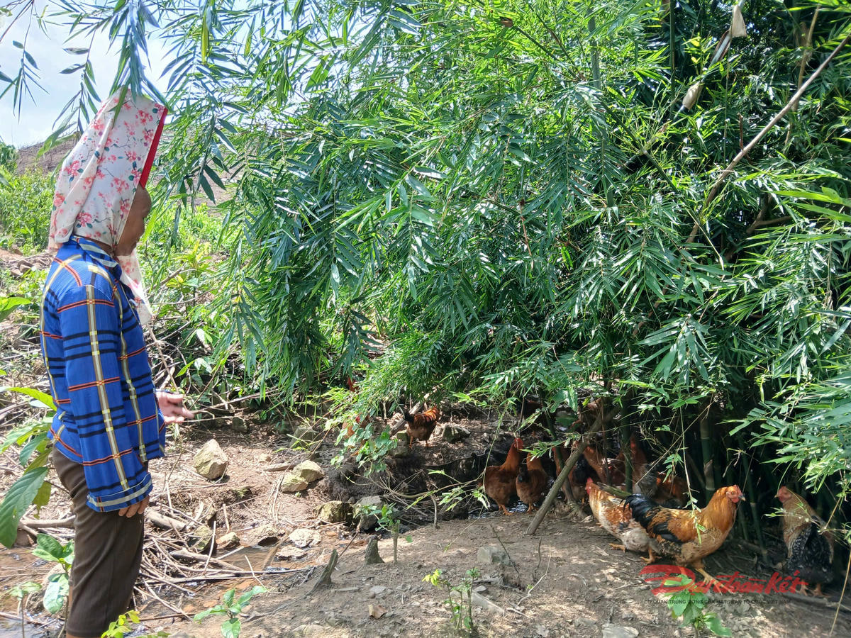 Mô hình nuôi gà Tiên Yên thả đồi của anh Chặc Sáng Sơn mang lại thu nhập ổn định. Ảnh: Nguyễn Quý.