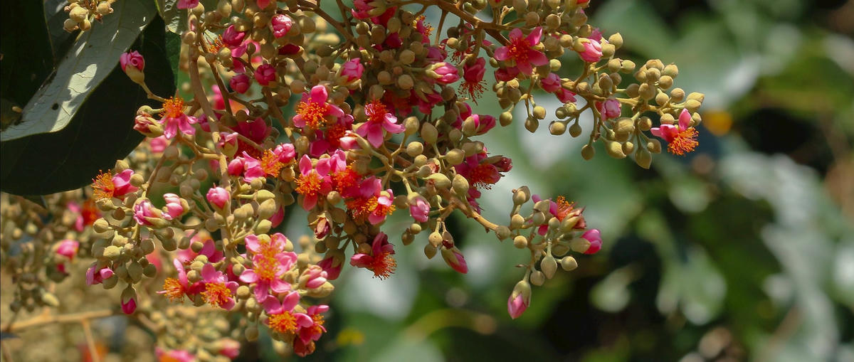 2-18 Đặng Thị Thu Thuỷ_Hoa Lò bó.JPG