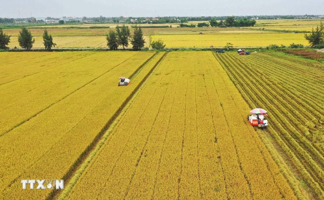 Thu hoạch thí điểm lúa chất lượng cao thuộc Đề án 1 triệu ha chuyên canh lúa chất lượng cao, phát thải thấp tại xã Láng Biển, Đồng Tháp. (Ảnh: Nhựt An/TTXVN) lua-gao.jpg