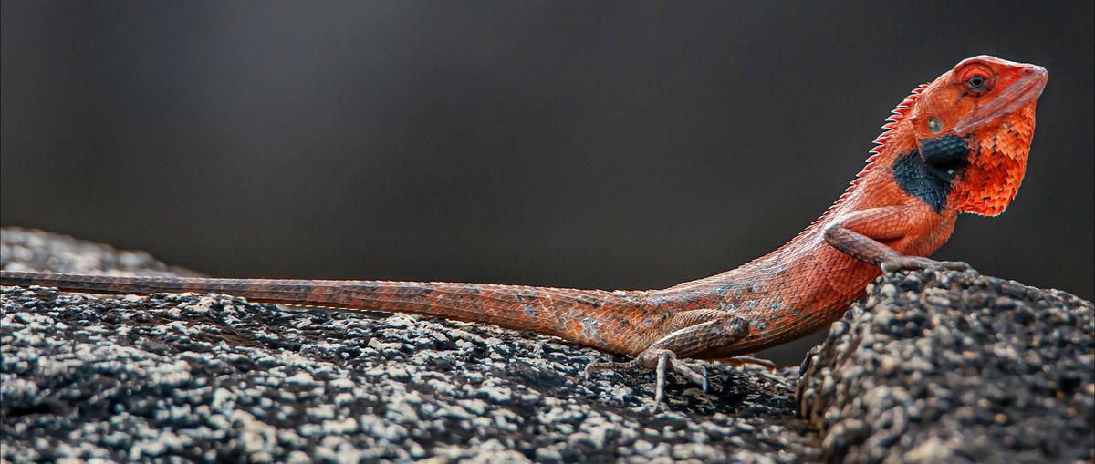 4-5 Thân Nguyên_Tắc Kè