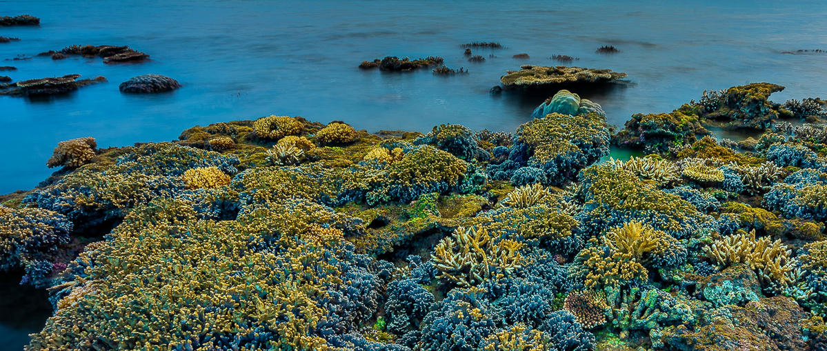 5-2 Nguyễn Thanh Hiệp_Những rạn san hô ven bờ