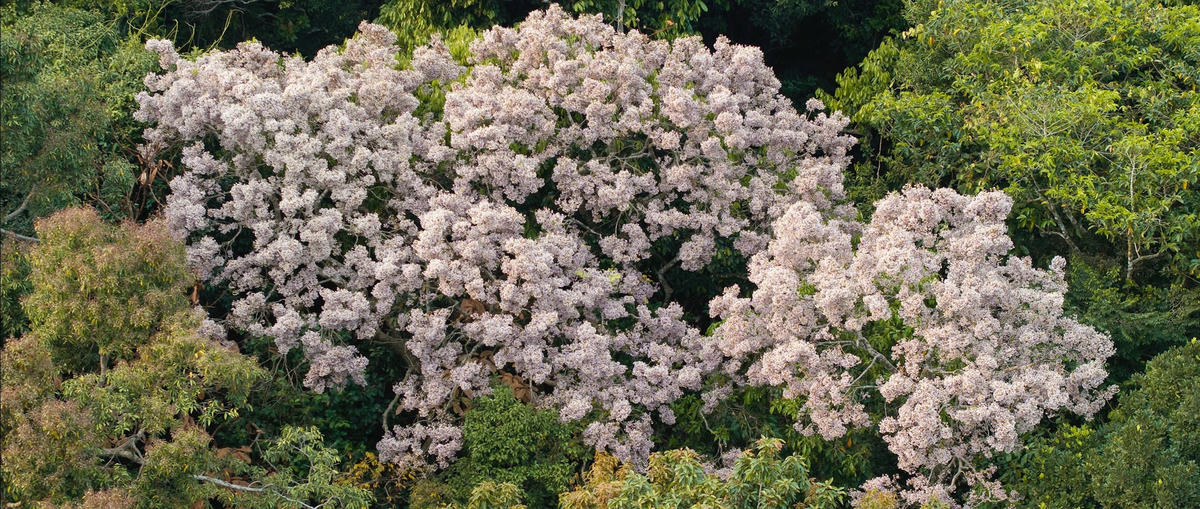 2-16 VEN_Hoa Thàn Mát Trắng