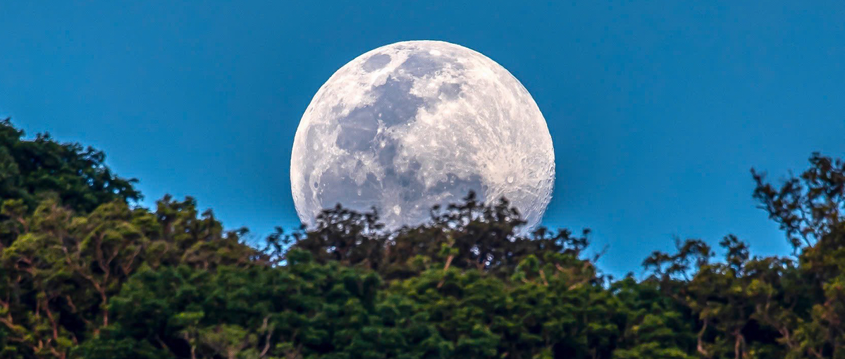 1-12 Lê Hải Sơn_Trăng rừng