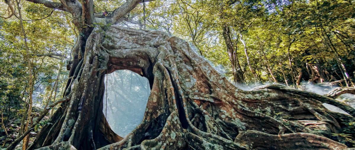 2-2 Nguyễn Quang_Cây Đa Con Nai