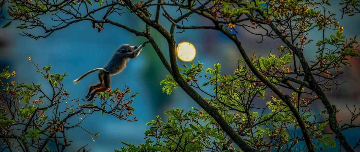 3-25 Lê Hải Sơn_Vờn Trăng