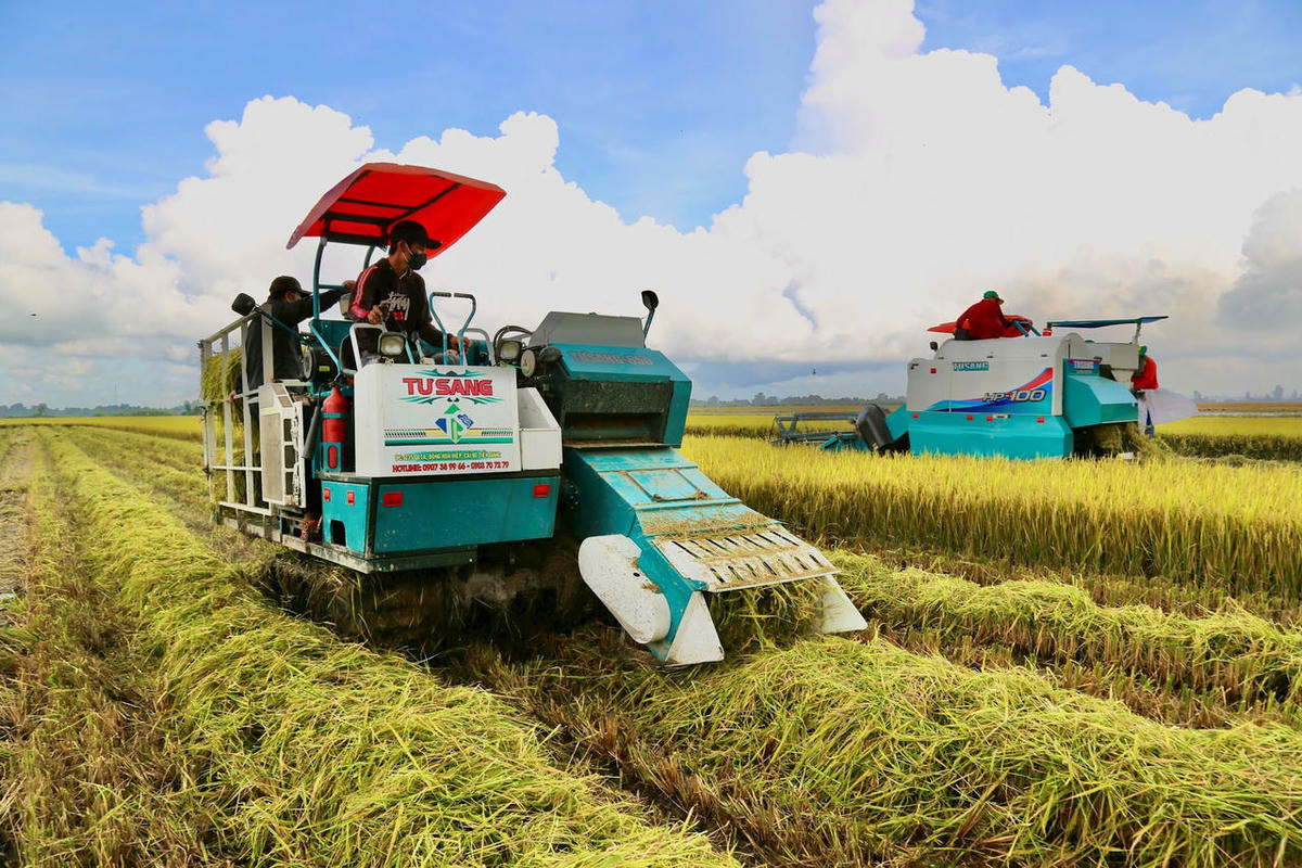 Cánh đồng tham gia mô hình thí điểm sản xuất lúa chuyên canh chất lượng cao, phát thải thấp tại HTX Tiến Thuận (TP Cần Thơ). Ảnh Thanh Tiến.