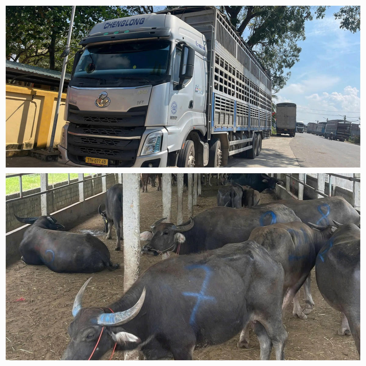 Xe ô tô tải chở 48 con trâu không rõ nguồn gốc, không có giấy chứng nhận kiểm dịch. Ảnh: Công an tỉnh Nghệ An.
