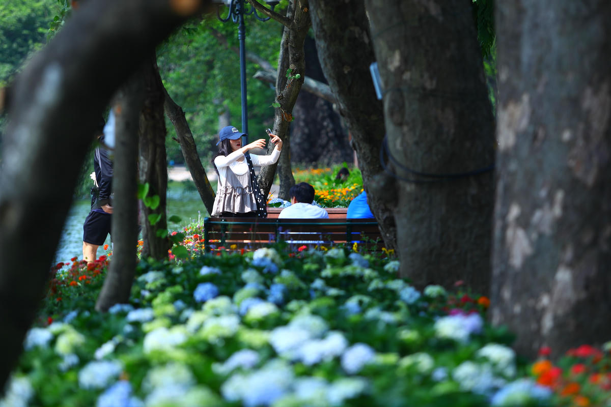 Theo ghi nhận của PV Báo Đại đoàn kết, những ngày đầu Thu, Hồ Gươm 'thay áo mới' rực rỡ muôn vàn sắc hoa, trở thành điểm hẹn thu hút đông đảo người dân và bạn trẻ đến chụp ảnh, lưu giữ những khoảnh khắc đẹp.