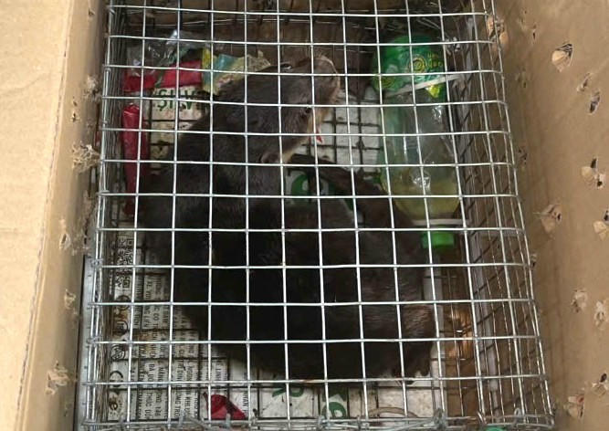 Cá thể rái cá quý hiếm được Công an Ninh Bình phát hiện, tái thả về tự nhiên. Ảnh: CANB